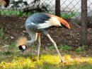 żuraw koroniasty w warszawskim ZOO - powiększ