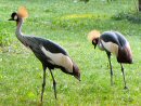żuraw koroniasty w warszawskim ZOO - powiększ