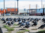 powiększ